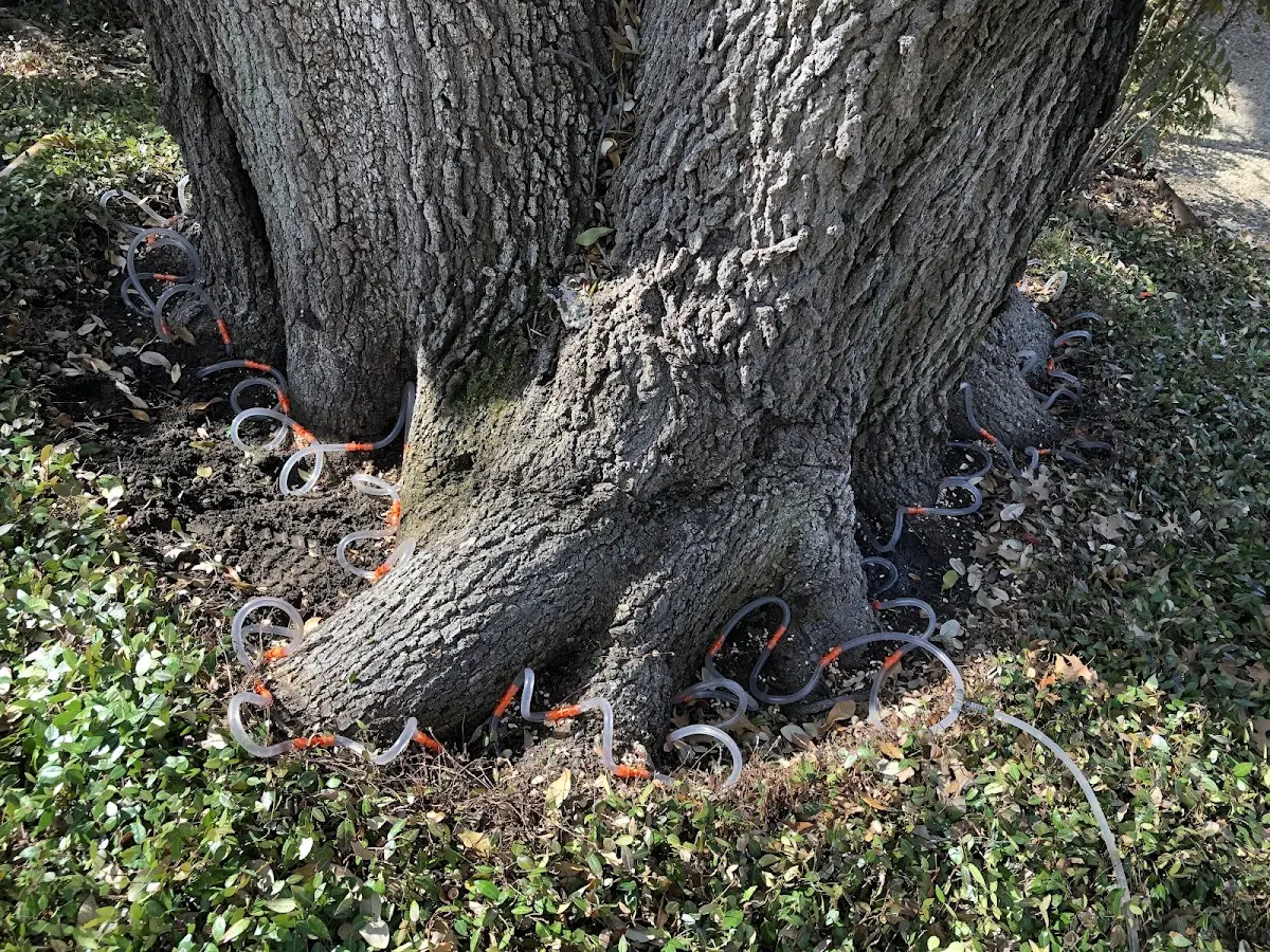 Detailed Tree Cabling and Bracing job site in Lusby