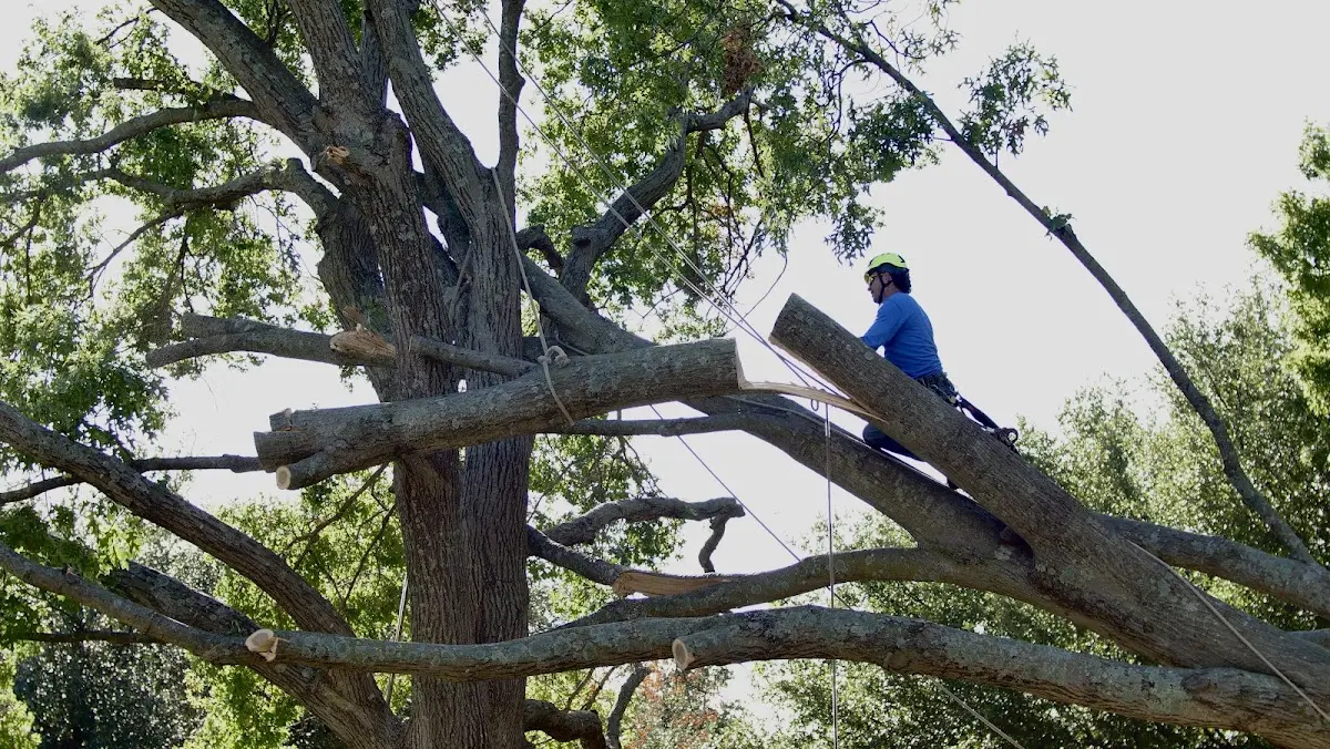 Professional Crown Thinning performed by certified arborists in Lusby